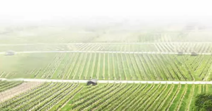 農業農村部：今年全國夏糧產量2994.8億斤　歷來第二高產年