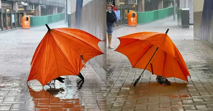 美孚街頭現紅雨下全城最美風景  網民：個畫面好靚香港人真係好有愛