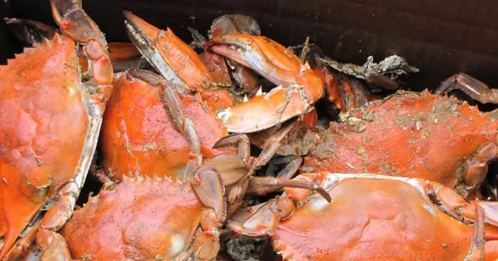 中大測試出11種與蟹過敏相關致敏原 為過敏者提供更精準個人化診治方案