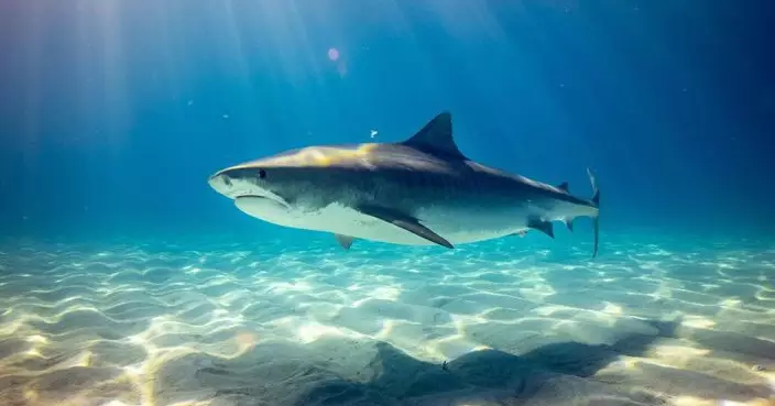 日宮古島現5米母食人鯊搶魚獲 漁民合力捕捉揭體內藏數10條幼鯊