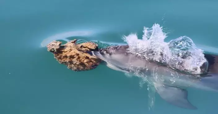 澳洲海豚自研獵食新法 使用海綿撥開海底碎石捕捉鱸魚