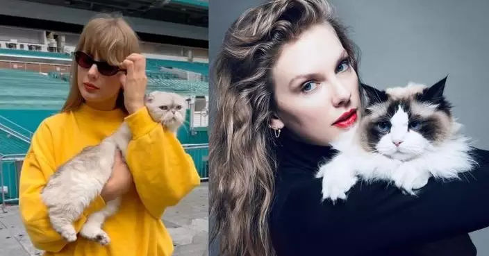 Taylor Swift名人效應!英國Z世代掀「養貓潮」 41%年輕人家中有喵星人