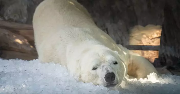 酷暑難耐！布拉格動物園打造「冰樂園」北極熊躺冰塊蹭背消暑兼玩樂