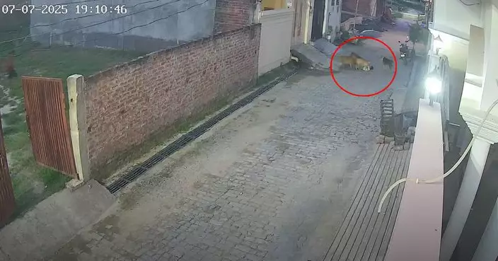 印度5歲男童遭飢餓流浪犬圍攻狂咬險遭拖走 女鄰居及時衝出救一命