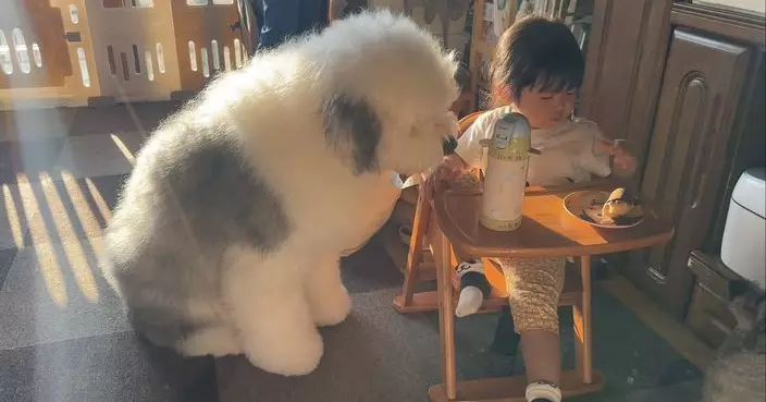 為食古牧犬緊盯小主人早餐 飼主笑歎:以為你已長大