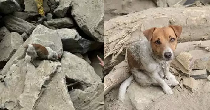 花蓮地震英雄搜救犬殞落！「特搜小鋼炮」Wilson訓練中墜樓殉職