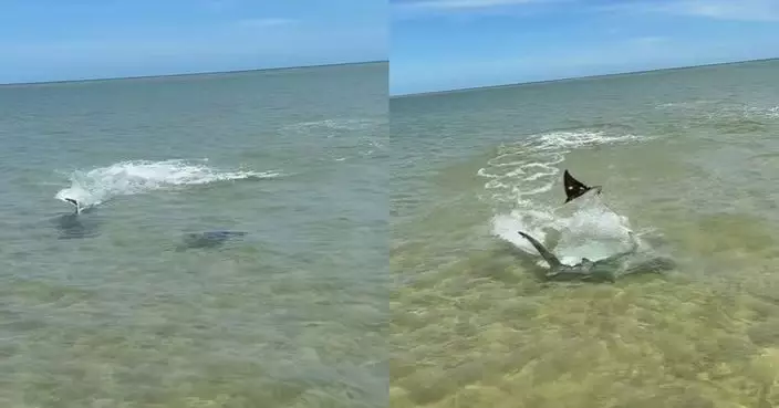 澳洲釣魚郎近距離拍到魔鬼魚遭鯊魚高速追殺 臨危一招成功保命