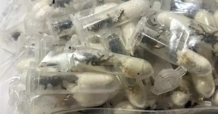 傳異常氣味洩密  德國海關查獲1500隻捕鳥蛛暗藏蛋糕盒內