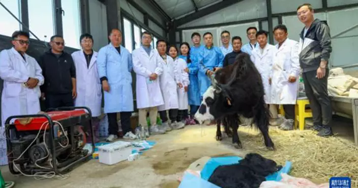 保育技術再進化！內地科學家成功克隆氂牛  比普通品種更壯碩