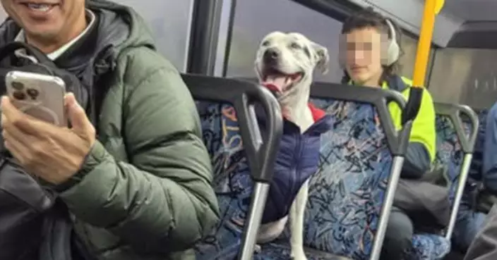 牛㹴犬獨自搭巴士暢遊悉尼市區 熱心乘客憂走失全程陪伴網尋主人