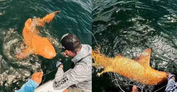 全球首紀錄！橘色鯊魚現蹤哥斯達黎加 2種罕見基因突變造成特殊色澤