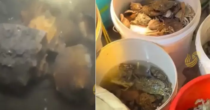 青島現海螺潮 潛水員3小時捕百公斤賺逾3800元稱10年難遇！