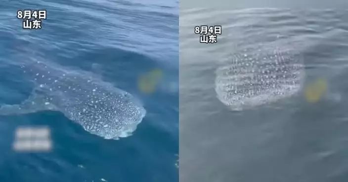 青島海域現罕見「鯨鯊」佈滿星星斑點  身長幾近10米船身