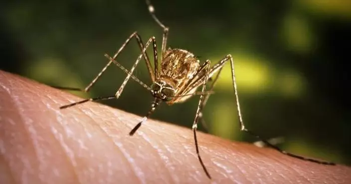 本港時隔5年再現日本腦炎個案　49歲婦菲律賓返港後確診列輸入個案