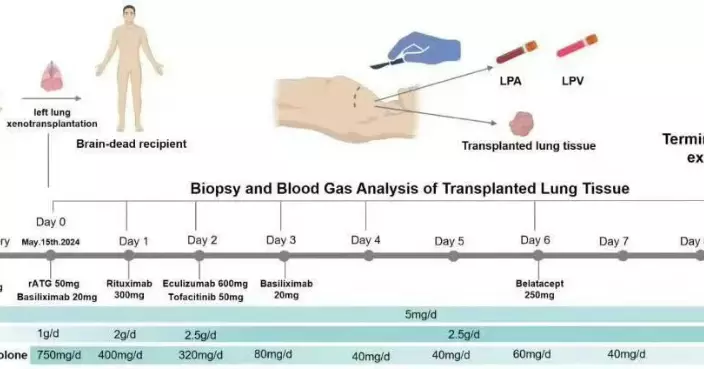 世界首例！廣州團隊成功將基因編輯豬肺移至人體 盼解決供體短缺問題
