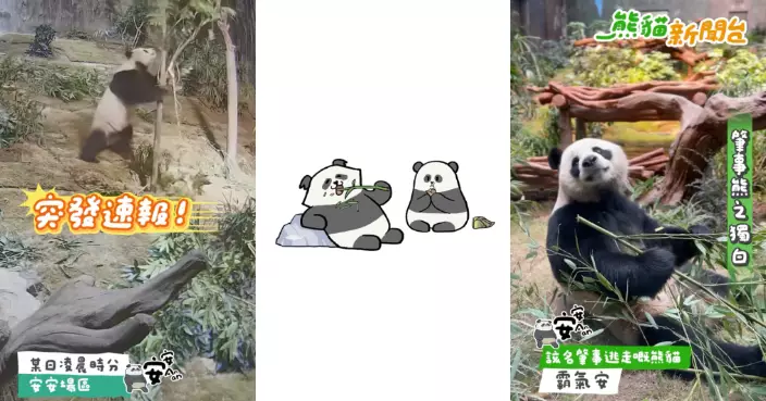 大熊貓「安安」場地新樹離奇被毀  海洋公園公開現場畫面全城緝「熊」