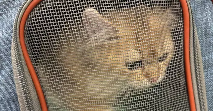 海關偵破非法進口動物案　檢獲兩隻幼貓市值約3萬元