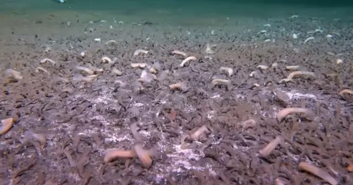 太平洋暗黑海溝藏大量軟體動物 沒光線抵受巨大壓力卻生生不息