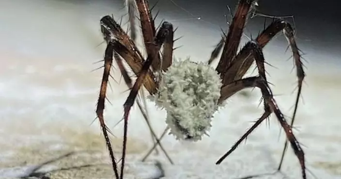 美歐現「殭屍蜘蛛」恐怖真菌侵吞宿主控制行為再毒死