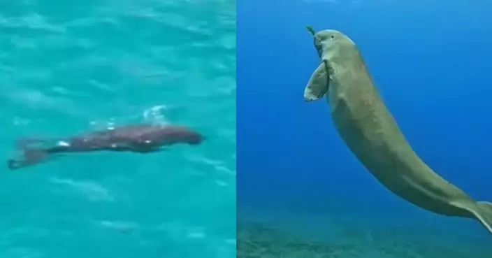 有片！南沙群島驚現「美人魚」 內地30年來首獲活體儒艮紀錄