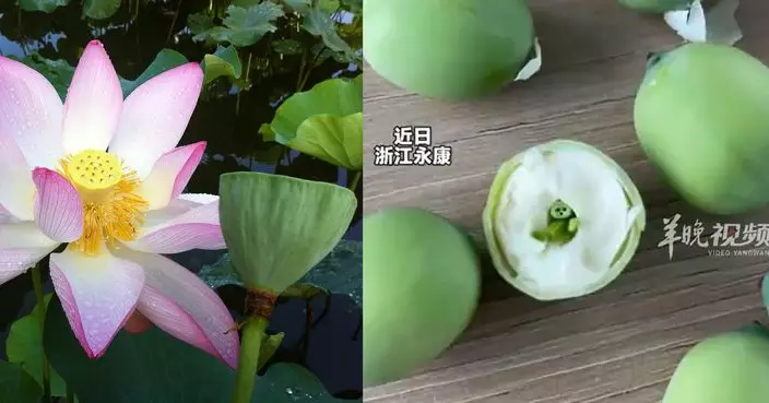 有片！蓮子切開現「細人仔」似哪吒畀心心？專家還原背後奧妙