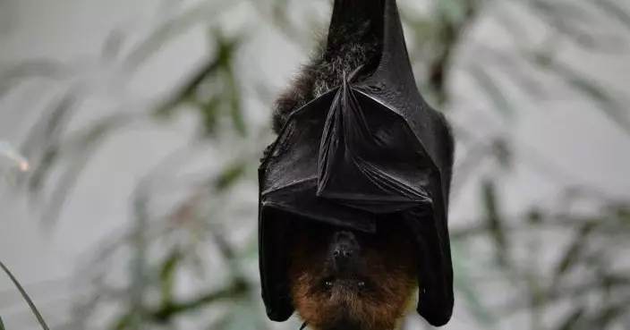 美國一女子拍夜空開口食到蝙蝠 就醫收高額帳單　自嘲：是甜甜的泥土味