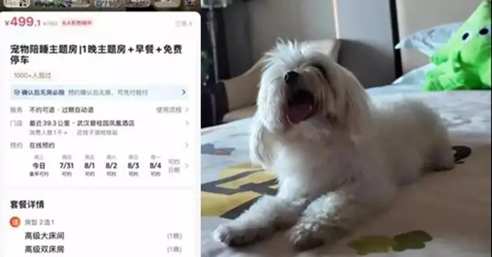 住飯店還能抱狗入睡！武漢寵物友善酒店爆紅 週末預約全滿