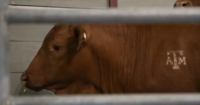 鑽肉食人蠅入侵美國！馬里蘭州首現「新世界螺旋蠅」人類感染病例