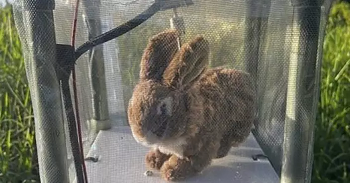 機器兔出擊！佛州大沼澤現「捕蛇神器」 專治緬甸蟒貪吃症