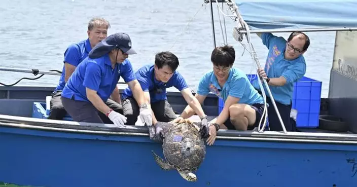 漁護署在香港南面水域將一隻玳瑁放歸大海