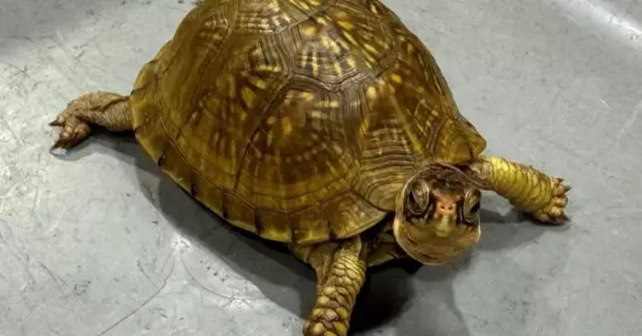 海關打擊走私瀕危物種　檢獲逾4百隻懷疑屬瀕危物種活龜