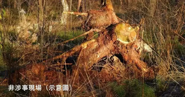 倒塌棕櫚樹疑藏骨頭 印尼2少年撬樹幹驚見完整人類骨骸嚇窒報警