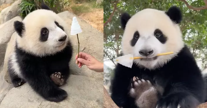 天氣炎熱熊貓難頂 保育員送上雪條消暑