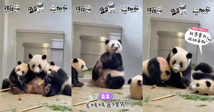 盈盈三母子「熊貓三文治」溫馨畫面曝光 惟親情難敵美食見竹即「反面」