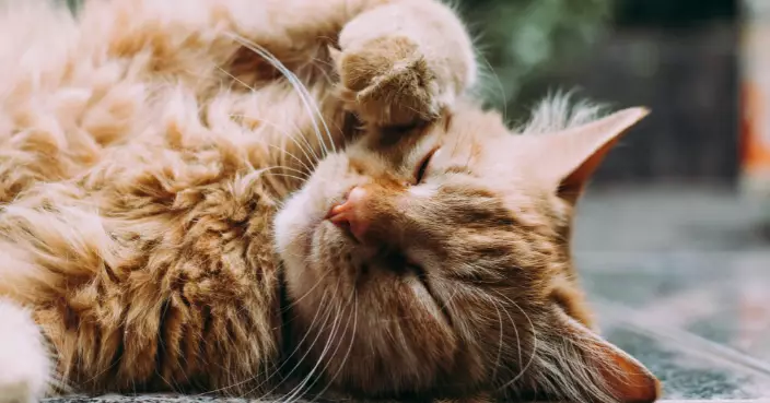 帶狗散步遭攻擊骨折送院！法國小島爆「貓災」 居民與野貓比例近1:1