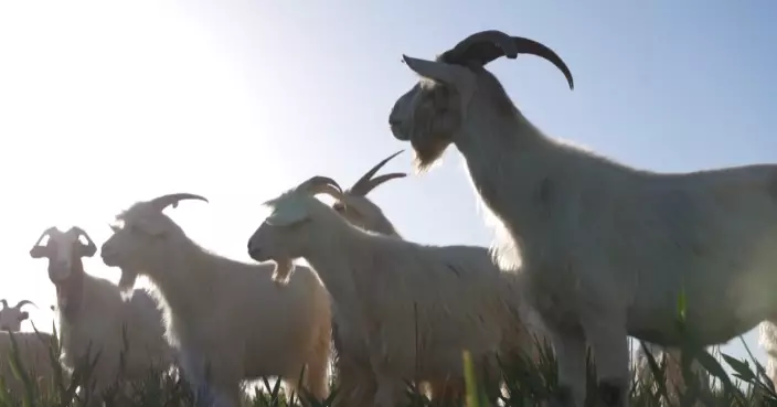 新疆奇蹟！乾涸台特瑪湖變身逾2千平米綠洲 牧民山羊量激增5倍