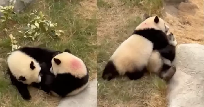 港產熊貓姊弟「打成一片」後 向海洋公園「澄清」屬表達愛意