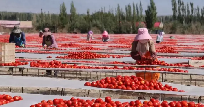 新疆焉耆縣番茄全產業鏈機械化 未熟番茄供護膚保健零浪費