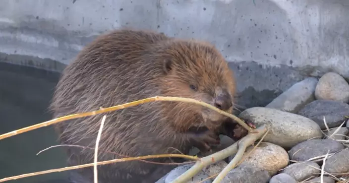 拯救河狸！新疆「河狸守護隊」修復棲地 搭建人與自然橋樑