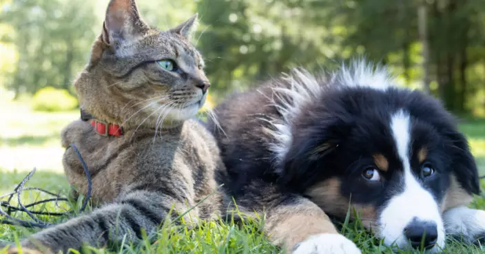 一句「管好你隻貓」引爆！紐約老婦持信號槍射鄰居 被控傷人不認罪