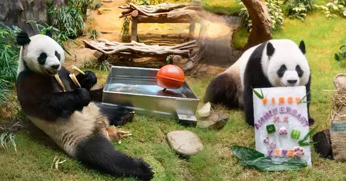 大熊貓安安與可可抵港一周年 海洋公園推85折入場優惠賀國慶