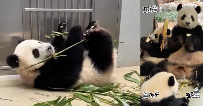 風暴樺加沙｜「盈盈」一家三口留在家中食竹 樂也融融