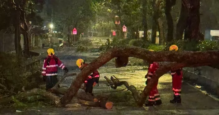 風暴樺加沙 | 當局接350宗塌樹12宗水浸1宗山泥傾瀉　56人風暴期間受傷
