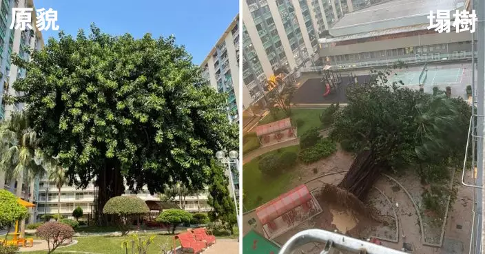 愛民邨半世紀老樹強颱下被吹倒 房署嘗試培育枝條盼栽種新樹苗