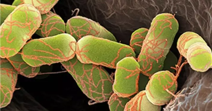 比利時大腸桿菌感染致9死事件 當局指源頭料是生牛肉餡