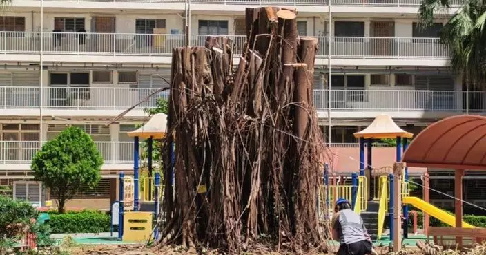 何永賢：被吹倒印度橡樹已回復原位 全力守護愛民邨集體回憶
