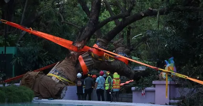 「樺加沙」吹塌九龍公園逾110歲古樹  中國建築義工隊成功扶正重煥生機