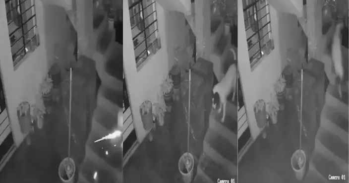 飼主疑遭報復 秘魯忠犬捨身咬爆彈勇救全家 監視器直擊驚險瞬間