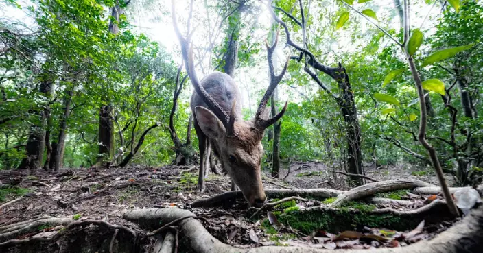 仙貝餵太多！奈良鹿數量創歷史新高 傷人事故同步攀升引關注