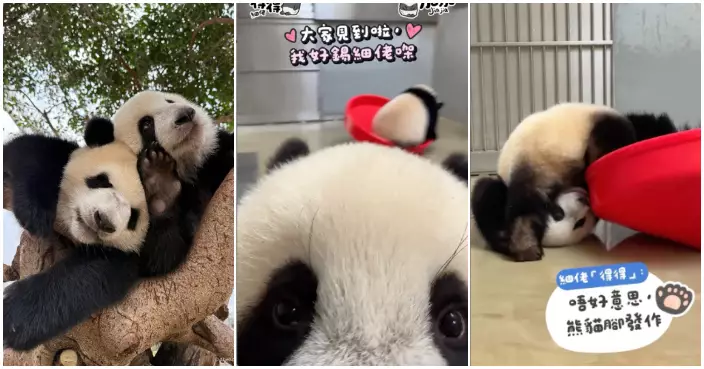 家姐唔易做！「得得」為爭「狂野龍捲風」使出無影腳  「加加」佛系寵弟抵讚